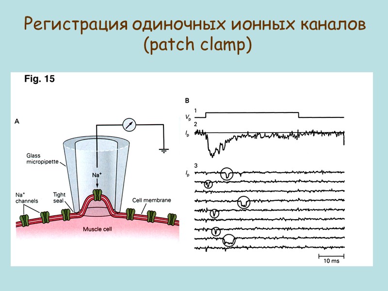 Регистрация одиночных ионных каналов  (patch clamp)